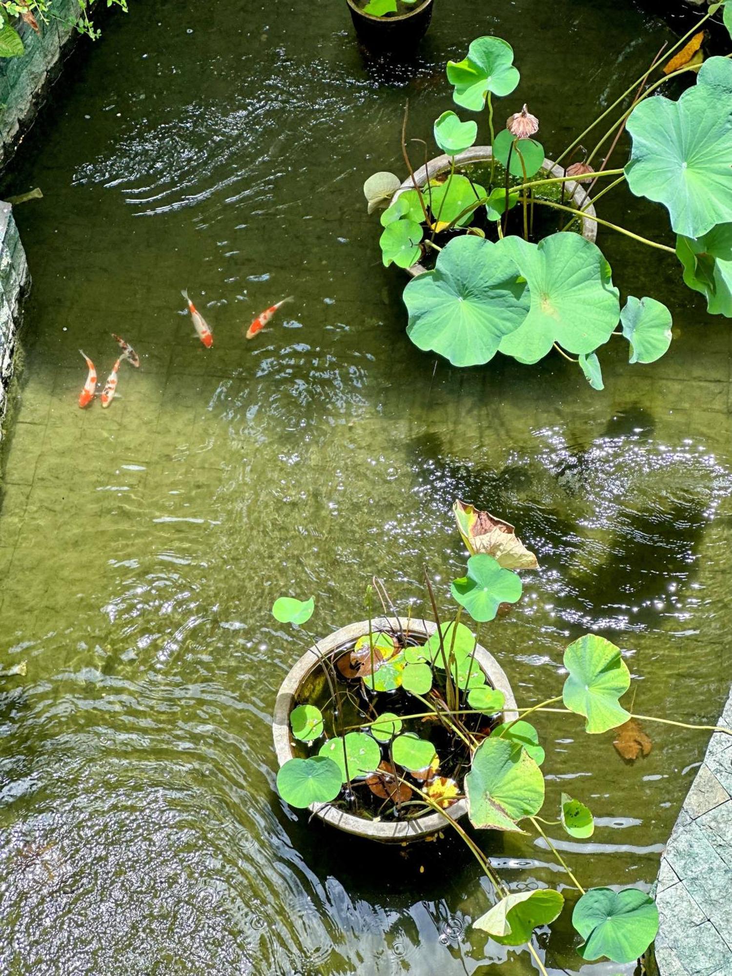 Sattva Yoga Retreat Villas Canggu Zewnętrze zdjęcie
